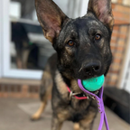 Tennis Ball Dog Toy Playing Interactive Pet Toys and PVC Dog Leash for Dogs in All Size